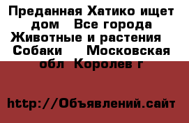 Преданная Хатико ищет дом - Все города Животные и растения » Собаки   . Московская обл.,Королев г.